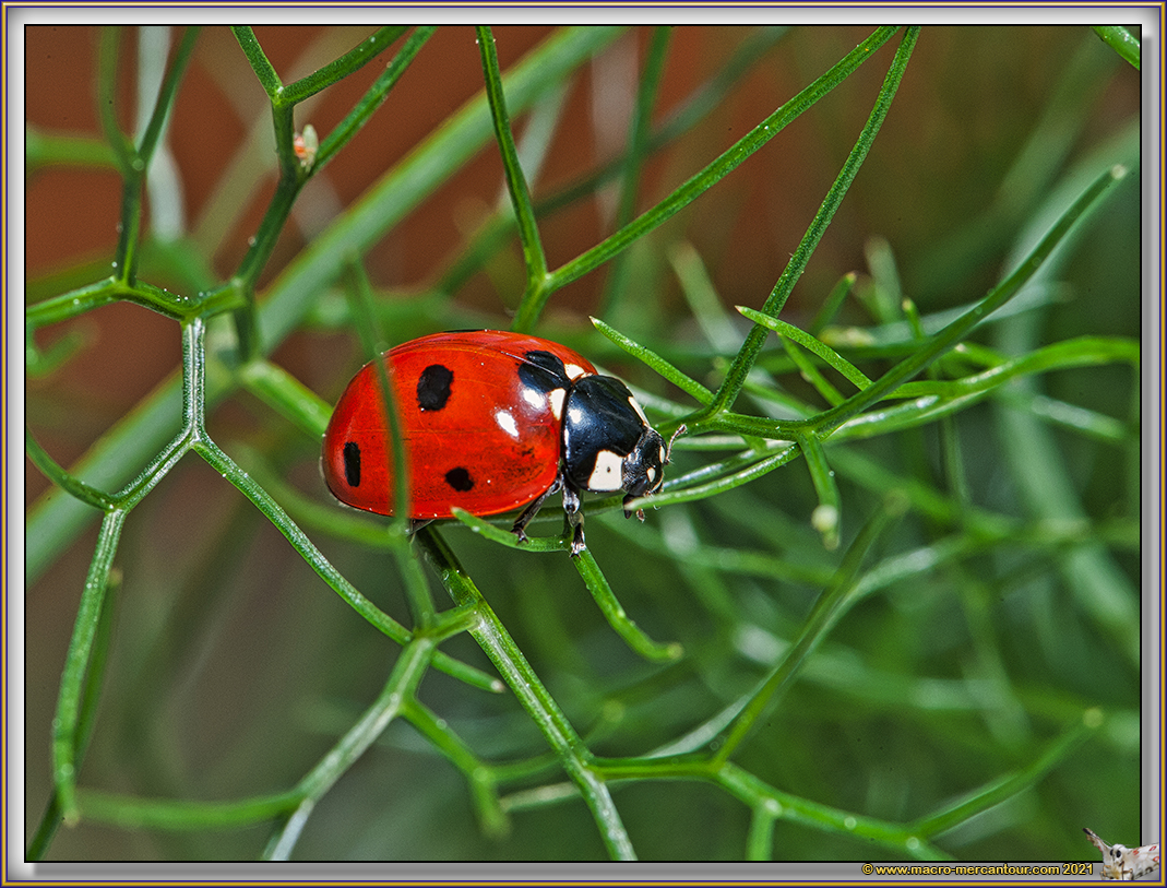 Coccinelle